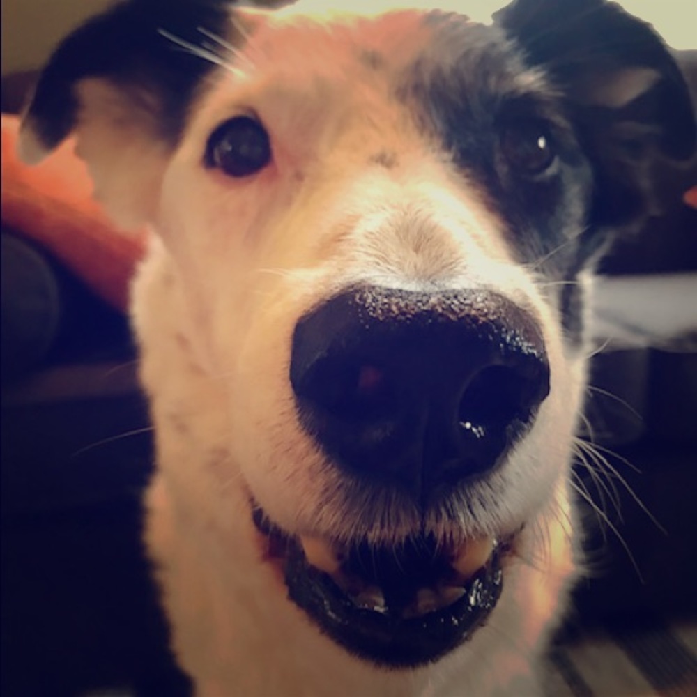 Meet your Posher, Anika
